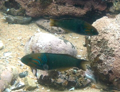 Thalassoma genivittatum