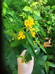 Lysimachia vulgaris