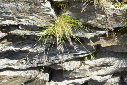 Festuca halleri