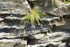 Festuca halleri