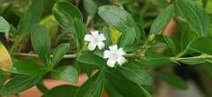 Angiospermae