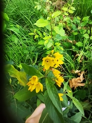 Lysimachia vulgaris