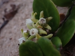 Cynanchum natalitium