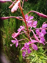 Chamaenerion angustifolium