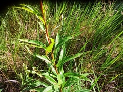 Chamaenerion angustifolium