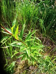 Chamaenerion angustifolium