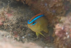 Chrysiptera brownriggii