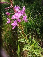 Chamaenerion angustifolium