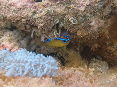 Chrysiptera brownriggii