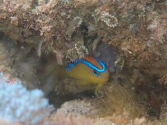 Chrysiptera brownriggii