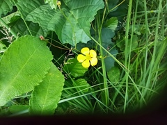 Ranunculus acris
