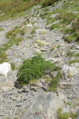 Molopospermum peloponnesiacum