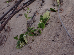 Cynanchum natalitium