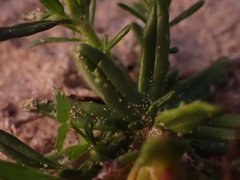 Zaluzianskya maritima