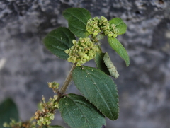 Euphorbia hirta
