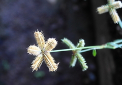 Dactyloctenium aegyptium