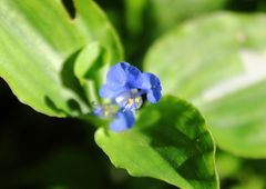 Commelina benghalensis