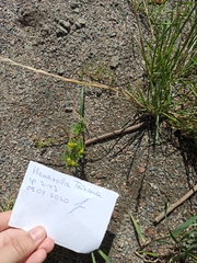 Matricaria discoidea