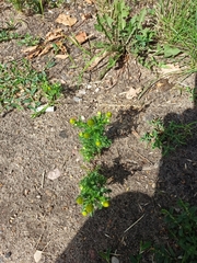 Matricaria discoidea