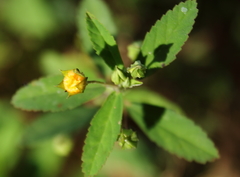 Sida acuta