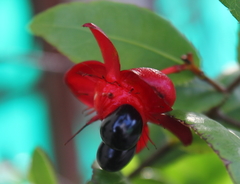 Ochna serrulata