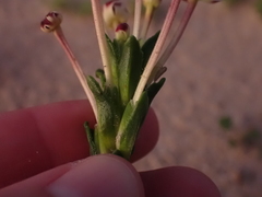 Zaluzianskya maritima