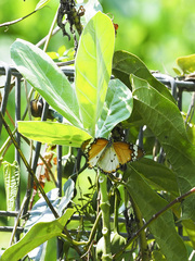 Danaus chrysippus chrysippus