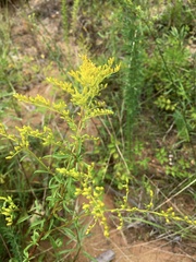Solidago pinetorum