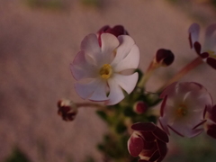 Zaluzianskya maritima