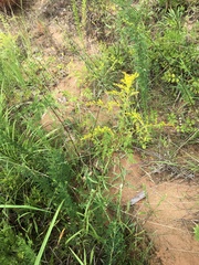 Solidago pinetorum