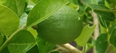 Citrus × limon