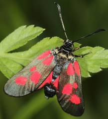 Zygaena viciae
