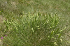 Allium victorialis