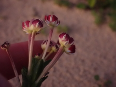 Zaluzianskya maritima