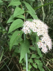 Spiraea formosana