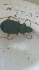 Chlaenius nitidulus
