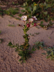 Zaluzianskya maritima