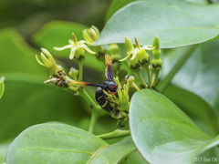 Rhynchium haemorrhoidale