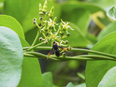 Rhynchium haemorrhoidale
