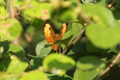 Cupha erymanthis maja