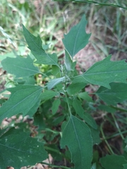 Chenopodium album