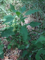 Chenopodium album