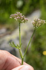 Mutellina purpurea