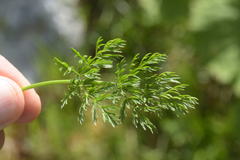 Mutellina purpurea