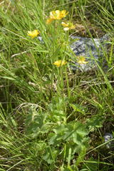 Ranunculus villarsii