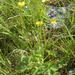 Grenier's Buttercup - Photo (c) Giovanni Perico, some rights reserved (CC BY-NC), uploaded by Giovanni Perico
