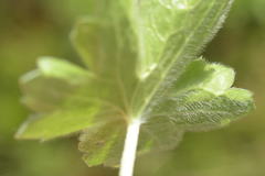 Ranunculus villarsii