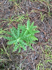 Cirsium repandum