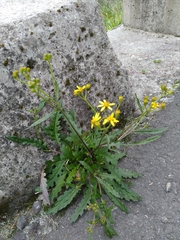 Senecio taitungensis