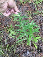 Cirsium repandum